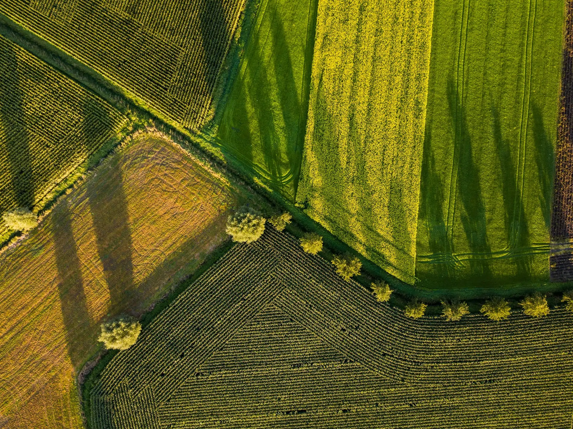 NDVI vegetation index map from multispectral drone survey